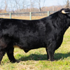 FTH Isabella x Howling Springs Barron the Bull - Heifer Sexed