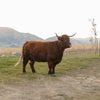 CBS Bliss x SFF Ruthless Legend - Heifer Sexed