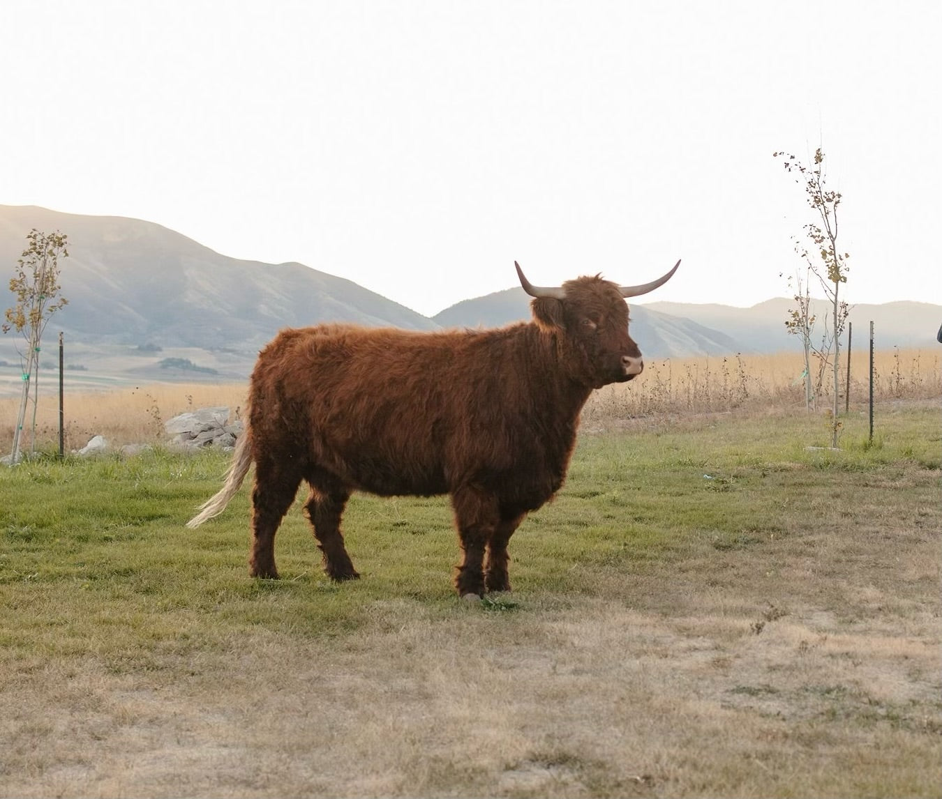CBS Bliss x SFF Ruthless Legend - Heifer Sexed