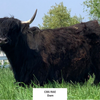 Trinity's Outrageous (Heifer Sexed)
