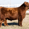 STR Elgin Lass x CBS Red Alert - Heifer Sexed