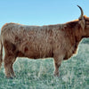Hagge Highland Cassidy x LSR Orion - Heifer Sexed