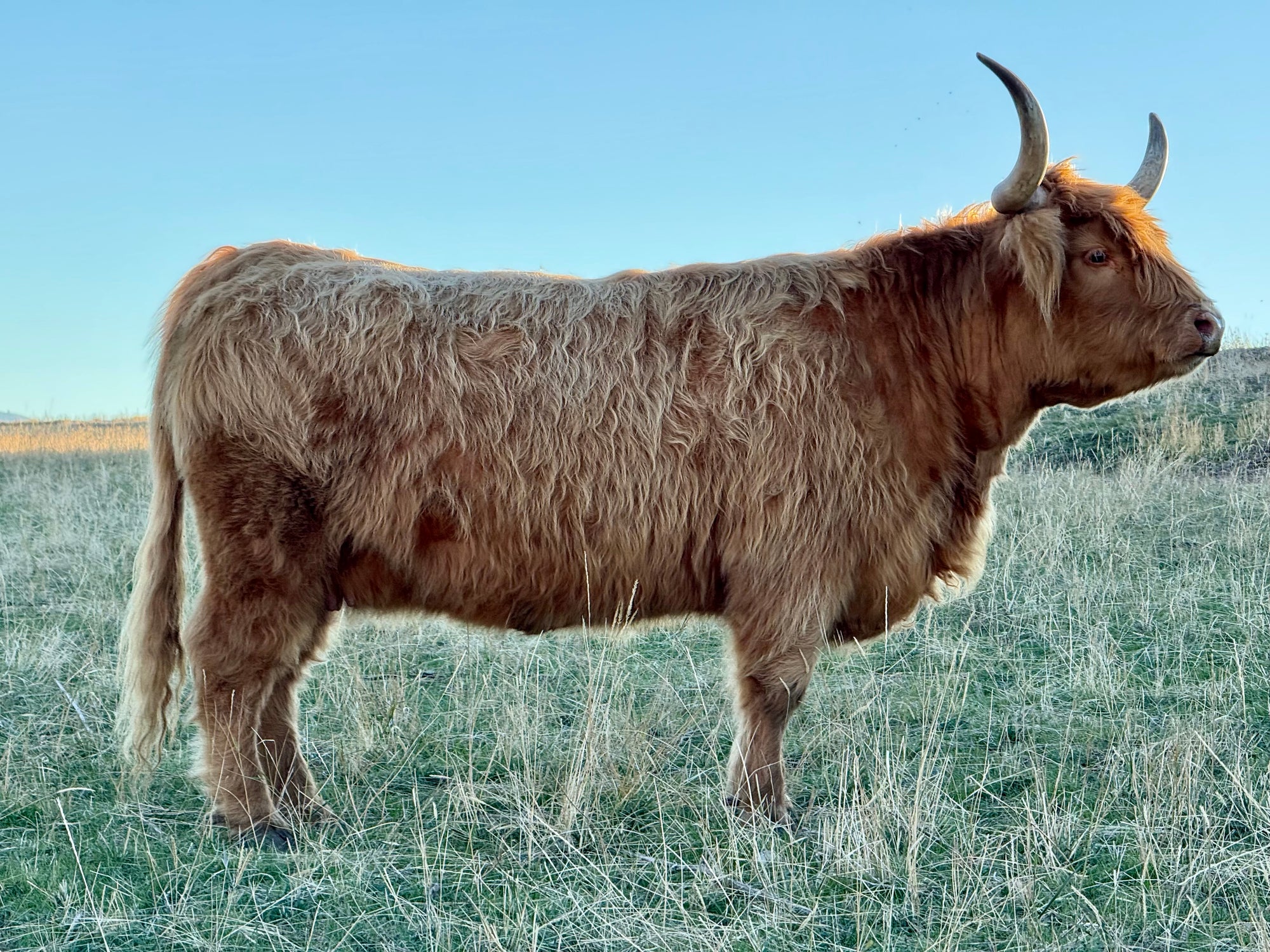 Hagge Highland Cassidy x Snowland Olaf - Heifer Sexed