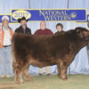 Trafalgar Millie x Finley Falls Duncan - Heifer Sexed