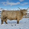 Hagges Highland Frosty x Howling Springs Barron the Bull - Heifer Sexed