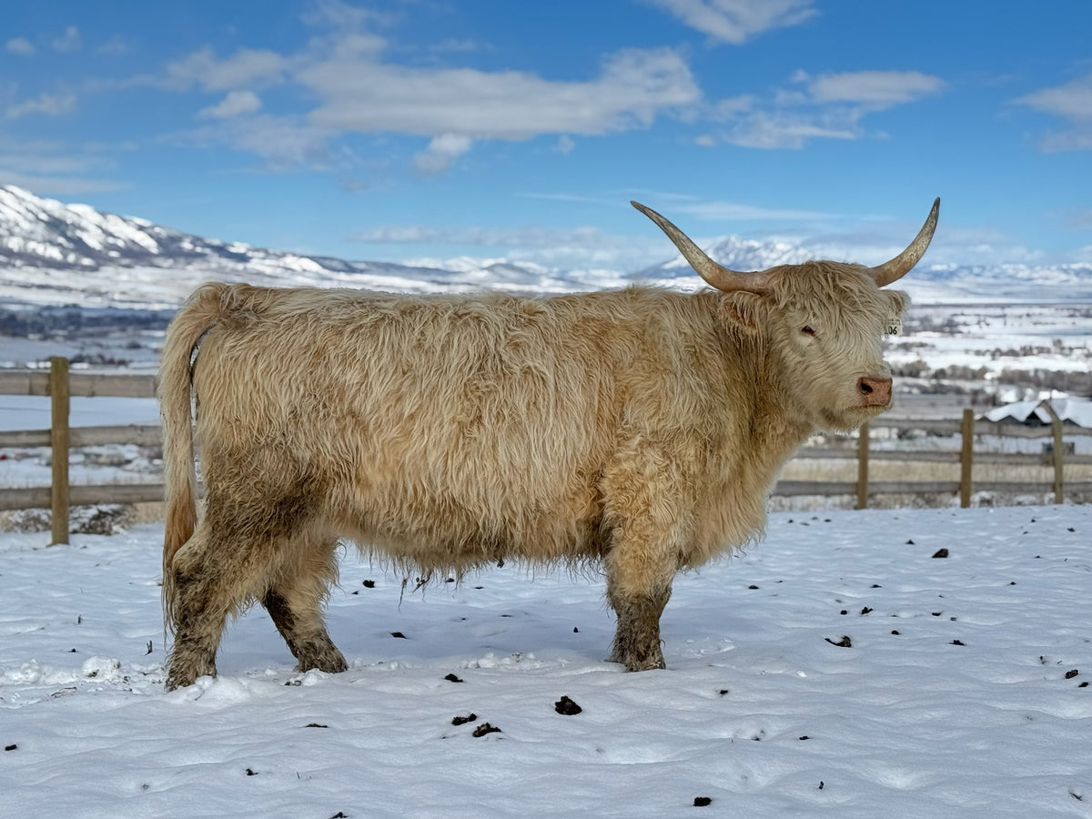 Hagges Highland Frosty x SFF Ruthless Legend - Heifer Sexed
