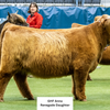 CBS Royal x KHH Rustic Ridge Renegade - Heifer Sexed
