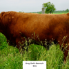 Trinity's Outrageous (Heifer Sexed)