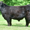 Trafalgar Millie x Holy Cross Black Jack - Heifer Sexed