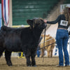 Holy Cross Melody x Howling Springs Barron the Bull - Heifer Sexed