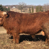 CBS Royal x SFF Ruthless Legend - Heifer Sexed