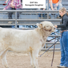 KHH Rustic Ridge Renegade (Heifer Sexed & Conventional)