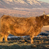 FTH Isabella x Howling Springs Barron the Bull - Heifer Sexed