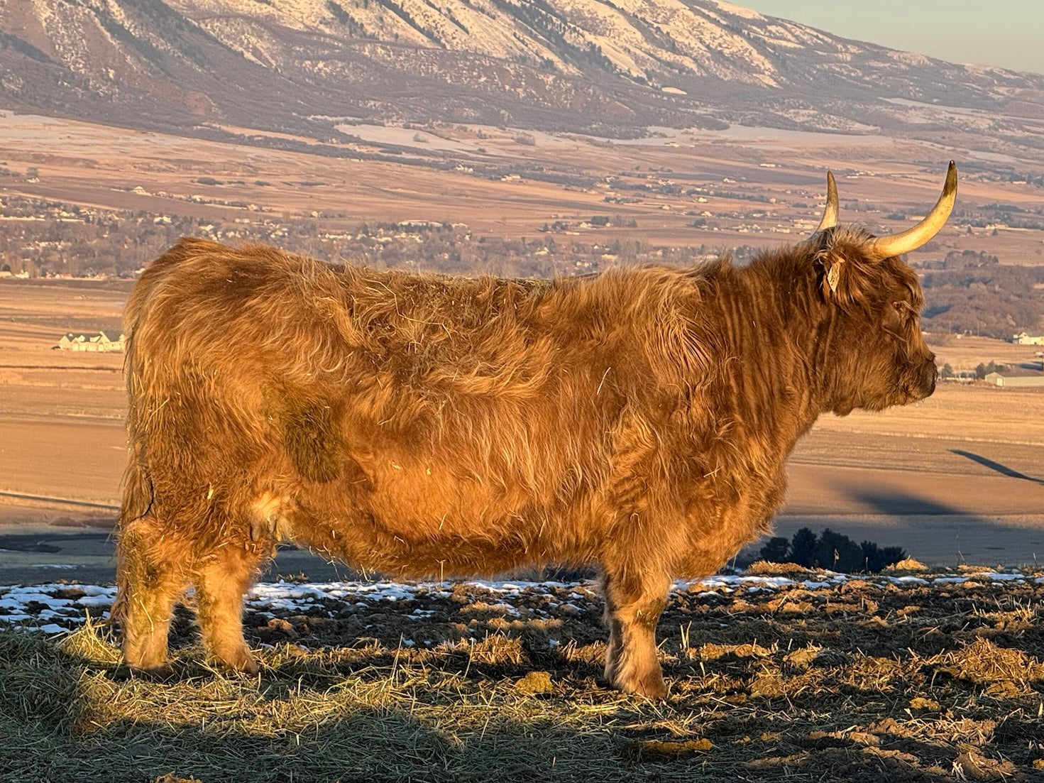 FTH Isabella x Howling Springs Barron the Bull - Heifer Sexed