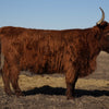 STR Elgin Lass x CBS Red Alert - Heifer Sexed