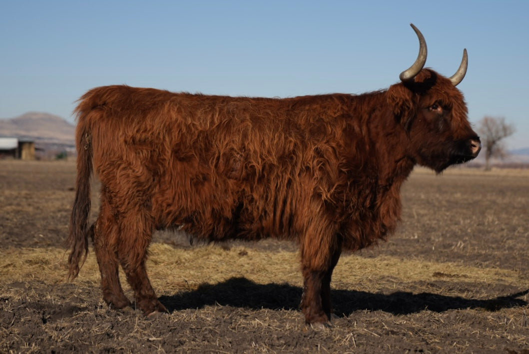 STR Elgin Lass x Howling Springs Barron the Bull - Heifer Sexed