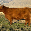 FSH Lisa Marie x CBS Red Alert - Heifer Sexed