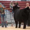 Holy Cross Melody x Howling Springs Barron the Bull - Heifer Sexed