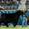 Holy Cross Melody x Howling Springs Barron the Bull - Heifer Sexed