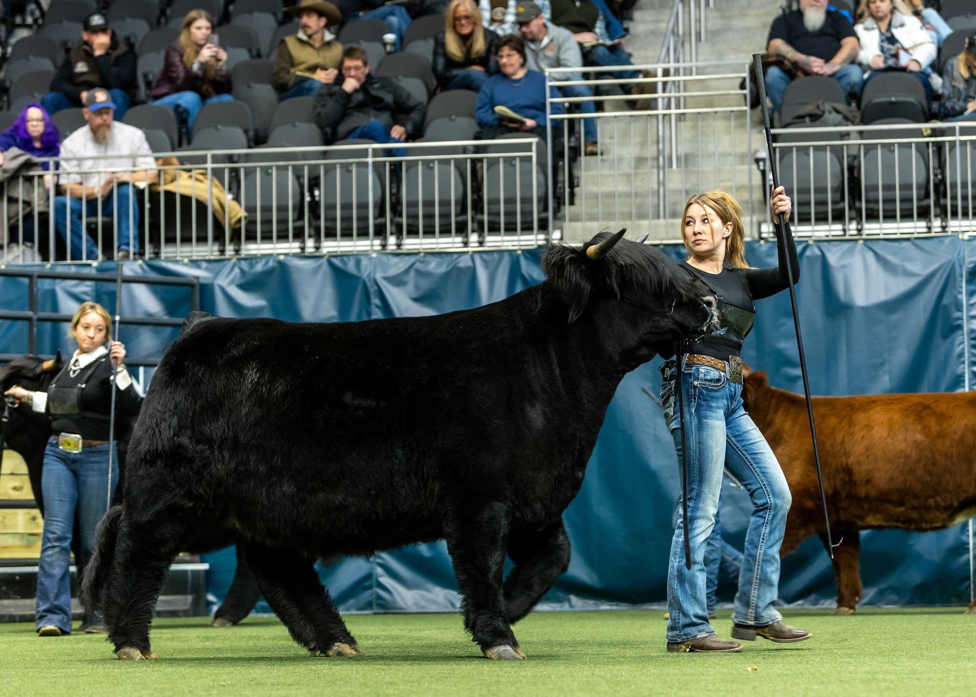 Holy Cross Melody x Howling Springs Barron the Bull - Heifer Sexed