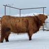 Trafalgar Millie x Holy Cross Black Jack - Heifer Sexed