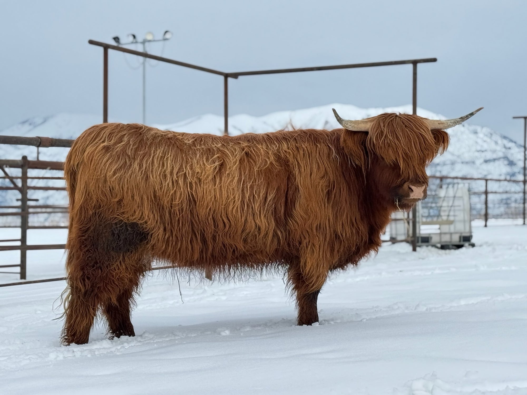 Trafalgar Millie x Finley Falls Duncan - Heifer Sexed