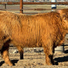 Trafalgar Nobleman (Heifer Sexed & Conventional)
