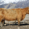 D2C2's Oona x Trafalgar Maddox - Heifer Sexed
