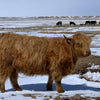 D2C2's Oona x Trafalgar Maddox - Heifer Sexed