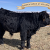 Trinity's Outrageous (Heifer Sexed)
