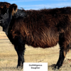 Trinity's Outrageous (Heifer Sexed)