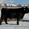 Trinity's Outrageous (Heifer Sexed)
