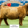 KHH Rustic Ridge Renegade (Heifer Sexed & Conventional)