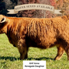 KHH Rustic Ridge Renegade (Heifer Sexed & Conventional)