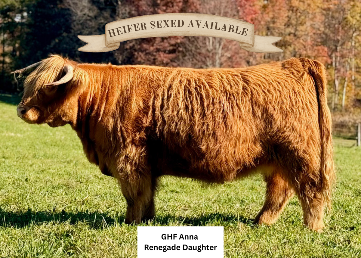 KHH Rustic Ridge Renegade (Heifer Sexed & Conventional)