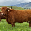 CBS Royal x SFF Ruthless Legend - Heifer Sexed