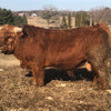 Trafalgar Millie x SFF Ruthless Legend - Heifer Sexed