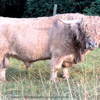 Hagge Highland Cassidy x LSR Orion - Heifer Sexed