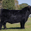 D2C2's Oona x Trafalgar Maddox - Heifer Sexed