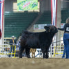 Holy Cross Melody x Howling Springs Barron the Bull - Heifer Sexed