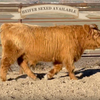 Trafalgar Nobleman (Heifer Sexed & Conventional)