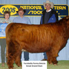 Trafalgar Nobleman (Heifer Sexed & Conventional)